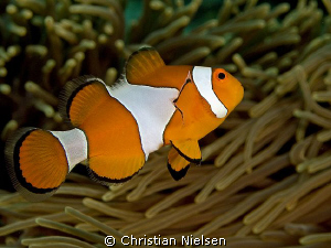 Clownfish shot in Gamat Bay, Nusa Penida.
I really like ... by Christian Nielsen 